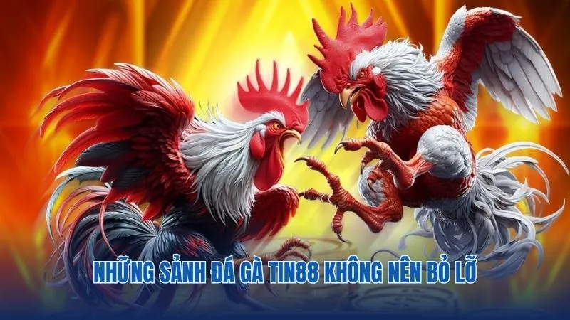 Những kèo cược hấp dẫn tại chuyên mục đá gà Tin88