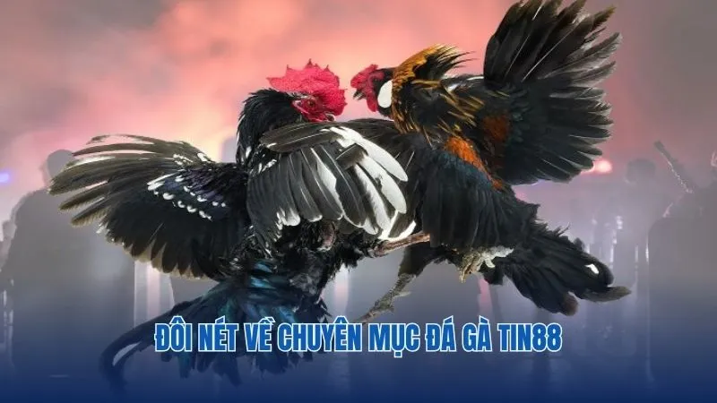 Tìm hiểu về chuyên mục đá gà Tin88