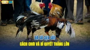 đá gà cựa sắt