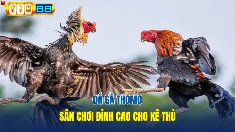 đá gà thomo tại nhà cái Tin88