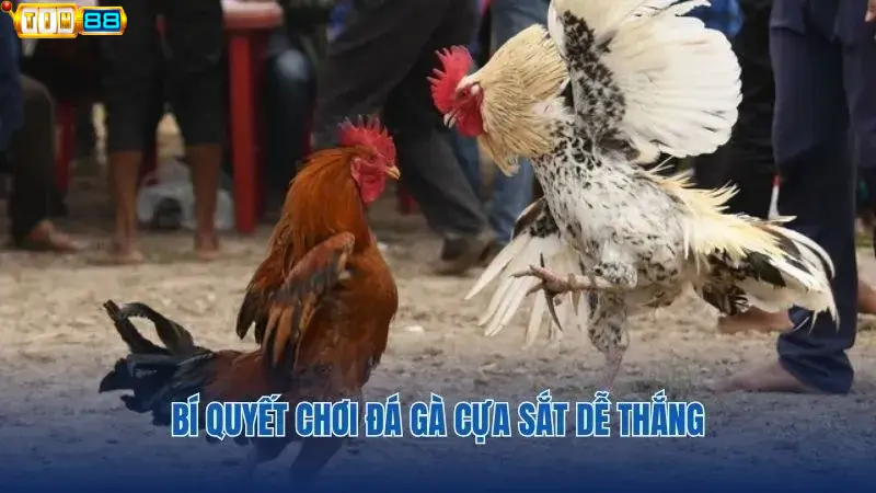 Bí quyết chơi chọi gà được các cao thủ Tin88 chia sẻ
