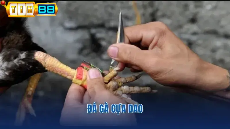 Các trận đá gà cựa dao thu hút nhiều kê thủ tham gia