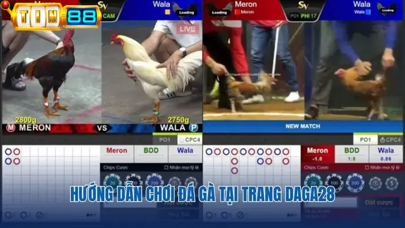 Cách tham gia cược đá gà tại trang Daga28