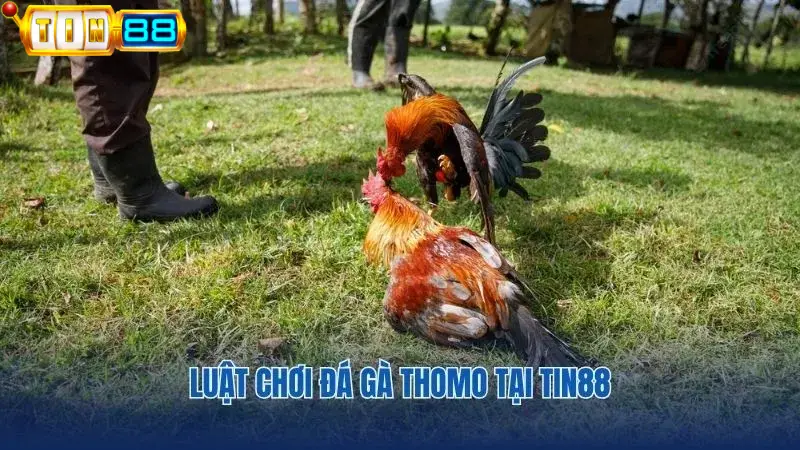 Cập nhật chi tiết luật chơi của đá gà Thomo