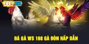 Đá gà WS168 - Sảnh gà cực chất tại Tin88