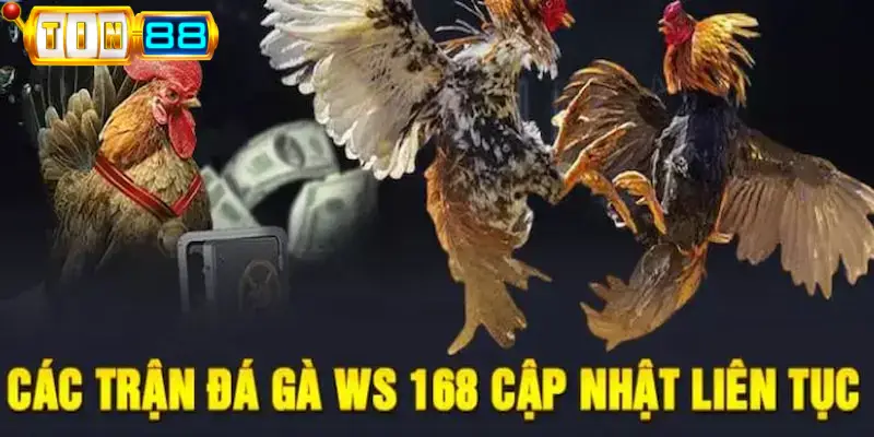 Đặc điểm nổi bật của Đá gà WS168