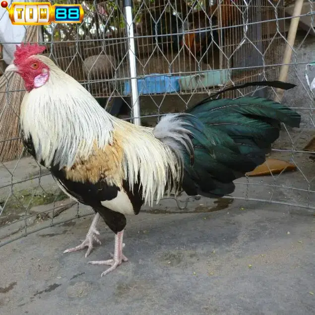 Gà chọi Cao Lãnh - Chiến Binh miền Tây