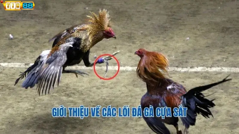 Khái niệm và các hình thức chọi gà cựa sắt từ Tin88