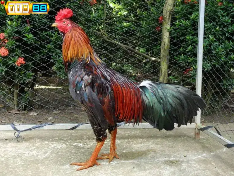 Làm sao để nhận định gà chọi đẹp?