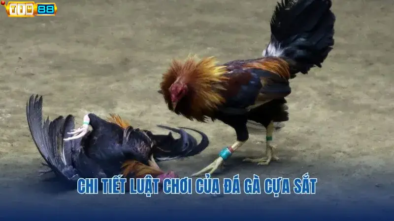 Luật chơi đá gà cựa sắt mà người chơi nên biết