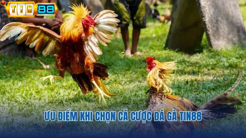 Những ưu điểm khi chọn tham gia cá cược đá gà Tin88