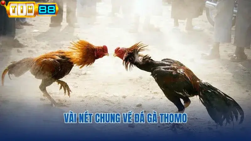 Thông tin giới thiệu về đá gà Thomo tại Tin88