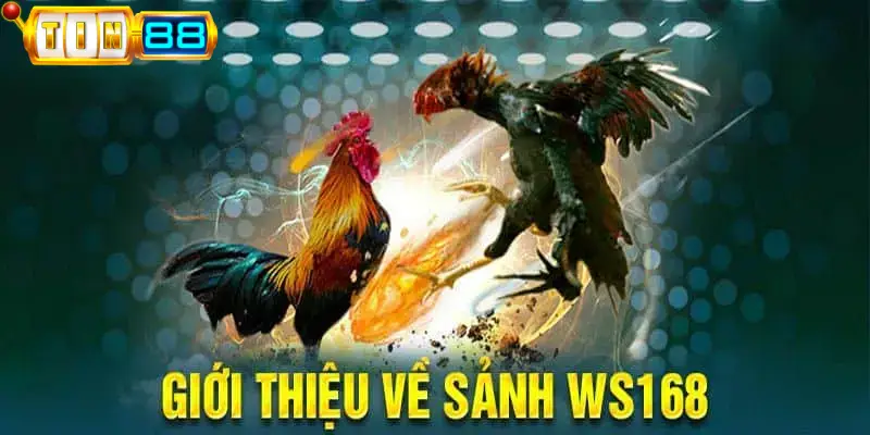 Tổng quan sảnh Đá gà WS168